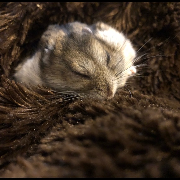 Meet your Posher, Janelle - Picture 3 of 15